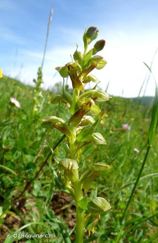 <i>Coeloglossum viride</i> (L.) Hartm., 1820 © O. Roquinarc'h