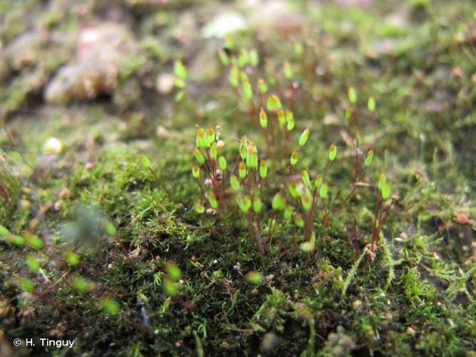 <i>Tetrodontium brownianum</i> (Dicks.) Schwägr., 1824 © H. Tinguy