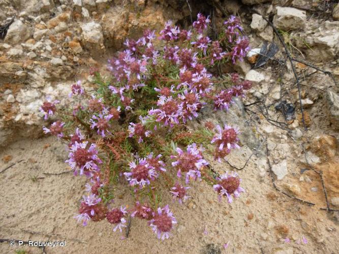 <i>Coris monspeliensis</i> L., 1753 © P. Rouveyrol