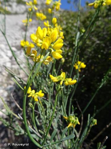 <i>Coronilla juncea</i> L., 1753 © P. Rouveyrol