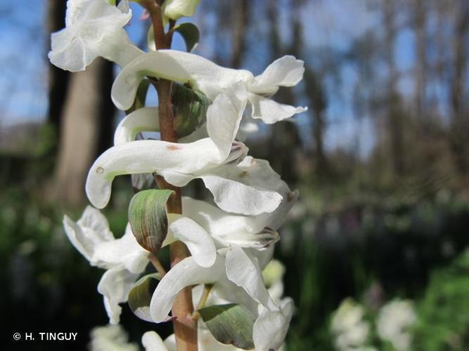 <i>Corydalis cava</i> (L.) Schweigg. & Körte, 1811 © H. TINGUY