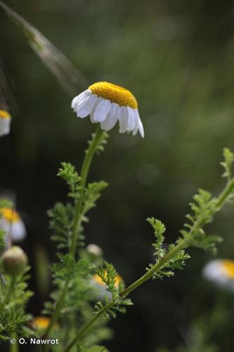 <i>Cota altissima</i> (L.) J.Gay ex Guss., 1844 © O. Nawrot