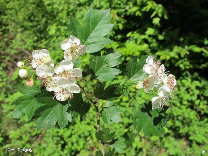 <i>Crataegus </i>x<i> subsphaerica</i> Gand., 1872 © H. Tinguy