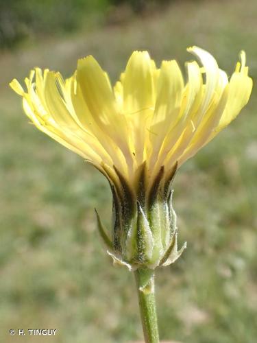 <i>Crepis albida</i> Vill., 1779 © H. TINGUY