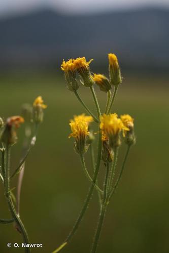 <i>Crepis nicaeensis</i> Balb., 1807 © O. Nawrot