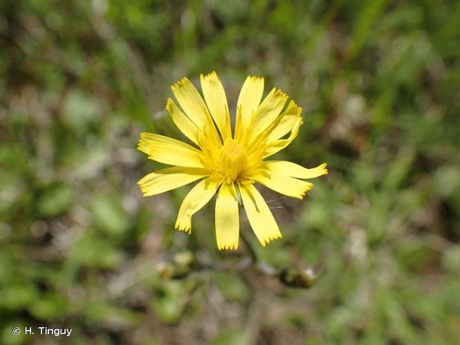 <i>Crepis praemorsa</i> (L.) Walther, 1802 © H. Tinguy