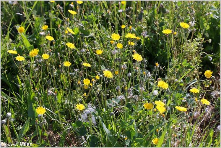 <i>Crepis sancta</i> (L.) Bornm., 1913 © 