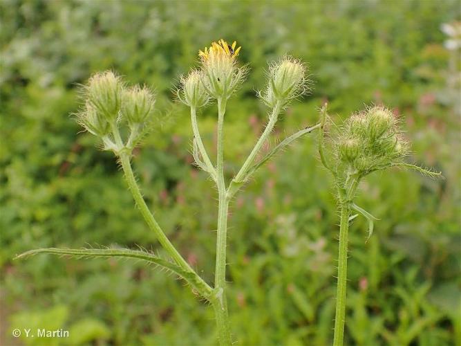 <i>Crepis setosa</i> Haller f., 1797 © 