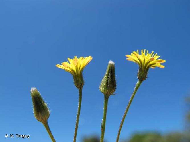 <i>Crepis suffreniana</i> (DC.) J.Lloyd, 1844 © H. Tinguy