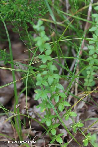 <i>Cruciata glabra</i> (L.) Ehrend., 1958 © E. VALLEZ/CBNSA