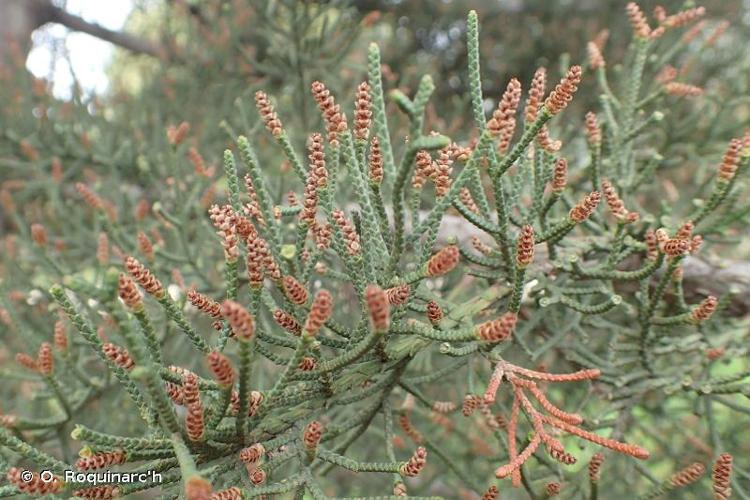 <i>Cupressus sempervirens</i> L., 1753 © O. Roquinarc'h