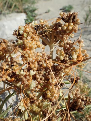 <i>Cuscuta scandens</i> Brot., 1804 © H. TINGUY