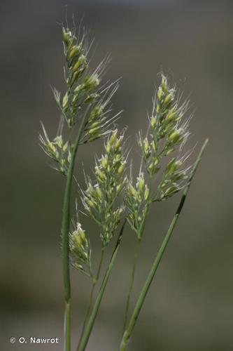 <i>Cynosurus effusus</i> Link, 1799 &copy; O. Nawrot