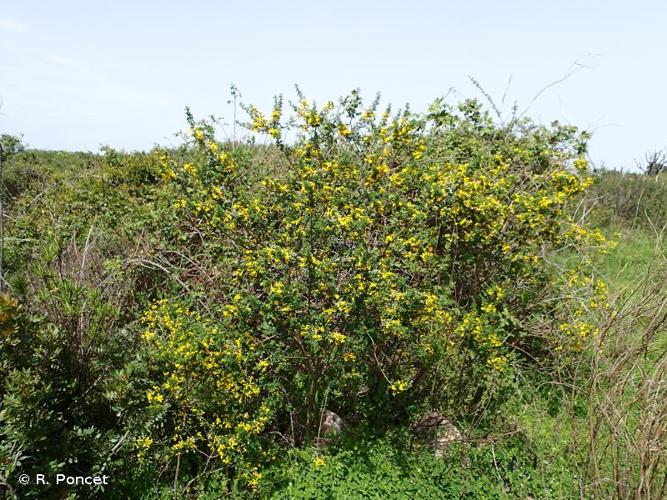 <i>Cytisus striatus</i> (Hill) Rothm., 1944 © R. Poncet