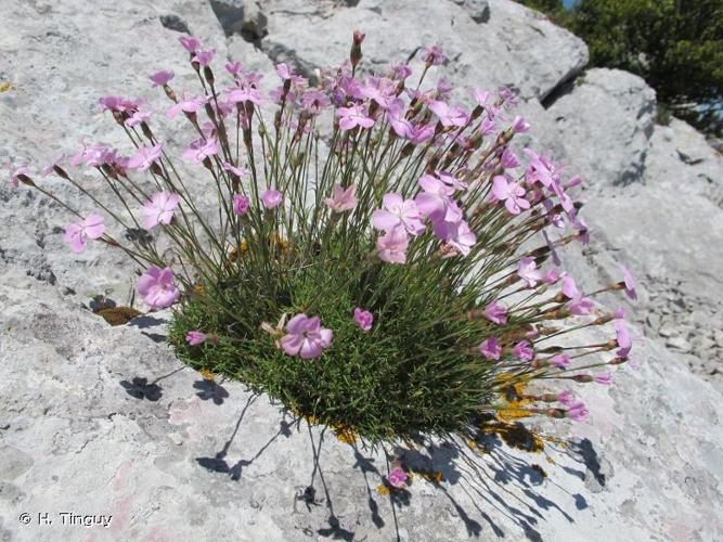 <i>Dianthus pungens</i> L., 1771 © H. Tinguy