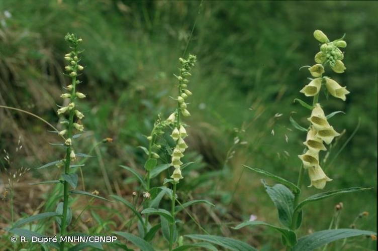 <i>Digitalis </i>x<i> fucata</i> Ehrh., 1792 © R. Dupré MNHN/CBNBP