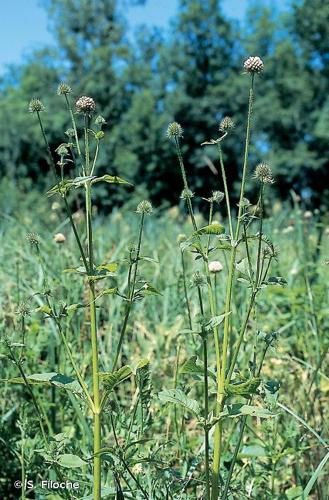 <i>Dipsacus pilosus</i> L., 1753 © S. Filoche