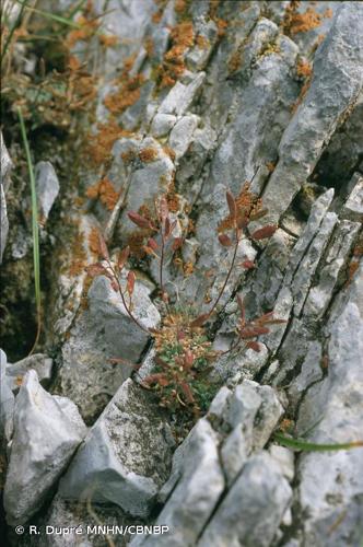 <i>Draba siliquosa</i> M.Bieb., 1808 © R. Dupré MNHN/CBNBP