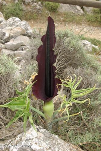 <i>Dracunculus vulgaris</i> Schott, 1832 © Michel Garnier