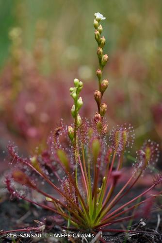 <i>Drosera intermedia</i> Hayne, 1798 © E. SANSAULT - ANEPE Caudalis