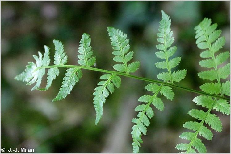 <i>Dryopteris carthusiana</i> (Vill.) H.P.Fuchs, 1959 © 