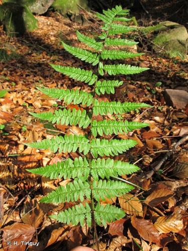 <i>Dryopteris remota</i> (A.Braun ex Döll) Druce, 1908 © H. Tinguy