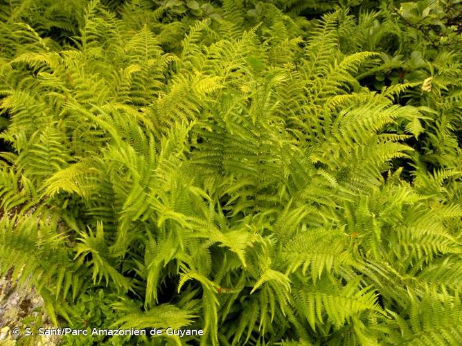 <i>Dryopteris </i>x<i> mantoniae</i> Fraser-Jenk. & Corley, 1973 © S. Sant/Parc Amazonien de Guyane