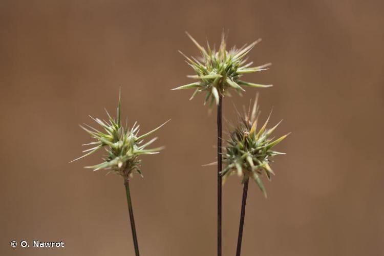 <i>Echinaria capitata</i> (L.) Desf., 1799 © O. Nawrot