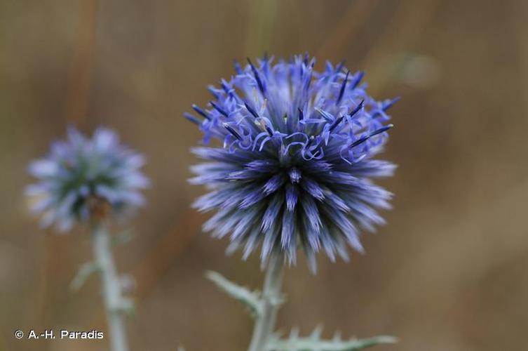 <i>Echinops ritro</i> L., 1753 © A.-H. Paradis