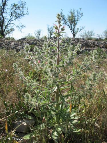 <i>Echium asperrimum</i> Lam., 1792 © H. Tinguy