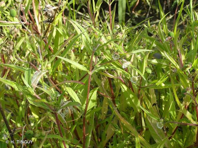 <i>Eclipta prostrata</i> (L.) L., 1771 © H. TINGUY