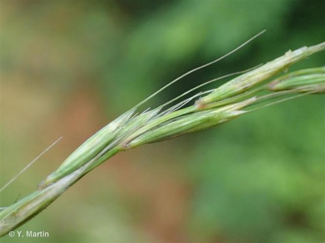 <i>Elymus caninus</i> (L.) L., 1755 © 