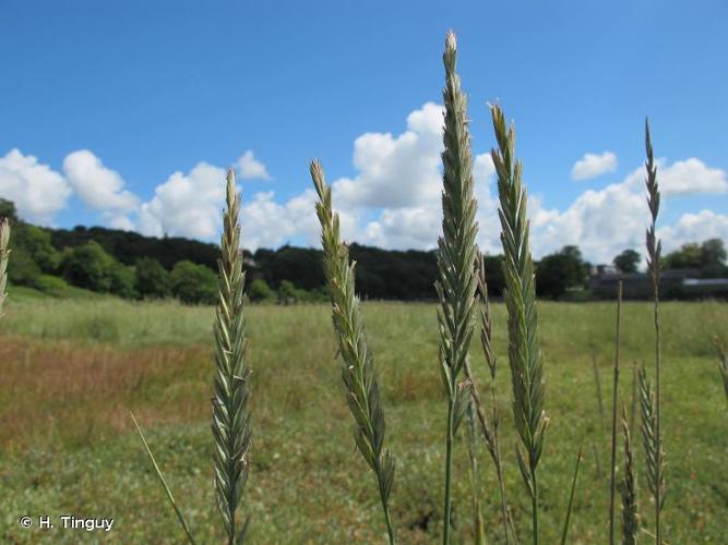 <i>Elytrigia acuta</i> (DC.) Tzvelev, 1973 © H. Tinguy