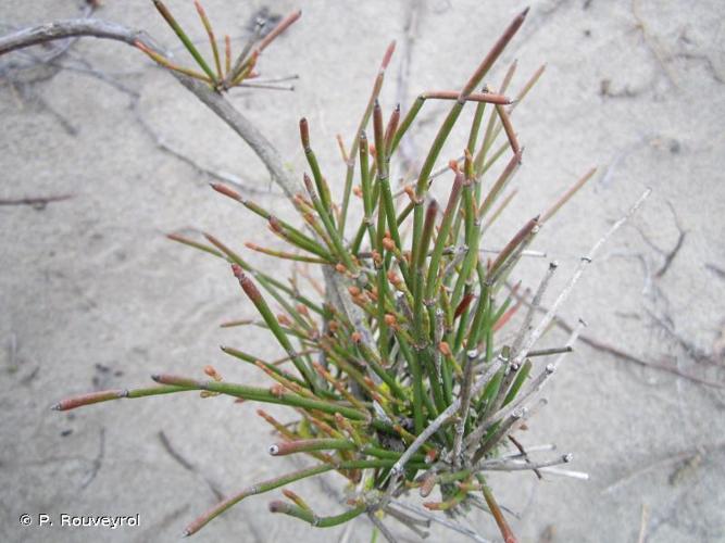 <i>Ephedra distachya</i> L., 1753 © P. Rouveyrol