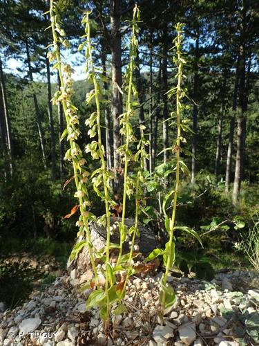 <i>Epipactis distans</i> Arv.-Touv., 1872 © H. TINGUY