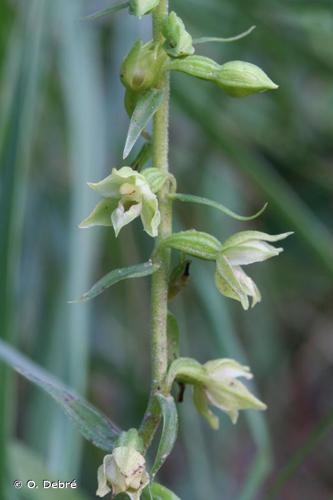 <i>Epipactis fibri</i> Scappat. & Robatsch, 1995 © O. Debré