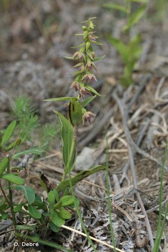 <i>Epipactis placentina</i> Bongiorni & Grünanger, 1993 © O. Debré