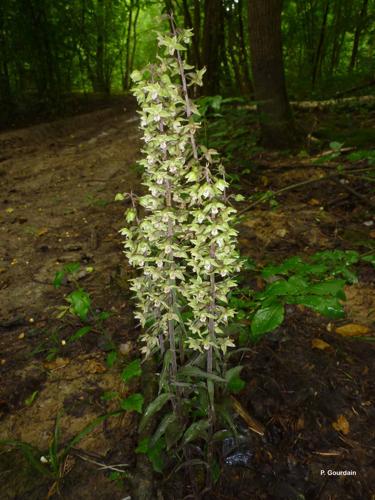 <i>Epipactis purpurata</i> Sm., 1828 [nom. cons.] © P. Gourdain