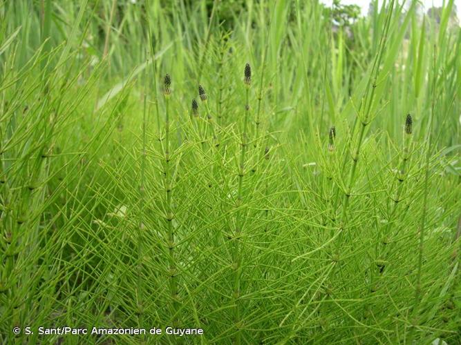 <i>Equisetum </i>x<i> font-queri</i> Rothm., 1944 © S. Sant/Parc Amazonien de Guyane