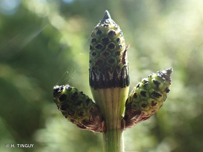 <i>Equisetum </i>x<i> moorei</i> Newman, 1854 © H. TINGUY