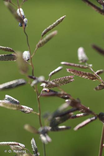 <i>Eragrostis cilianensis</i> (All.) Vignolo ex Janch., 1907 © O. Nawrot