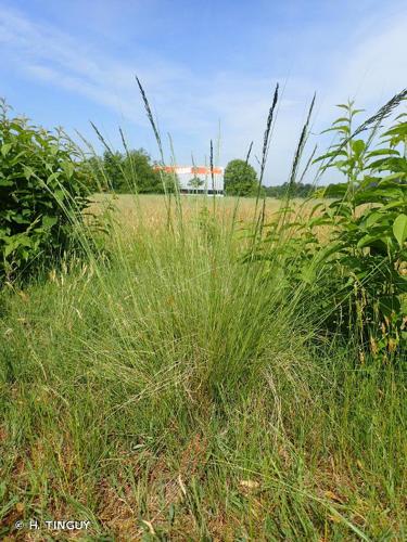 <i>Eragrostis curvula</i> (Schrad.) Nees, 1841 © H. TINGUY