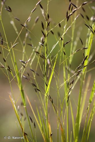 <i>Eragrostis pectinacea</i> (Michx.) Nees, 1841 © O. Nawrot