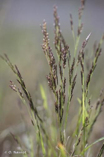 <i>Eragrostis pilosa</i> (L.) P.Beauv., 1812 © O. Nawrot