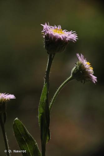 <i>Erigeron atticus</i> Vill., 1788 © O. Nawrot