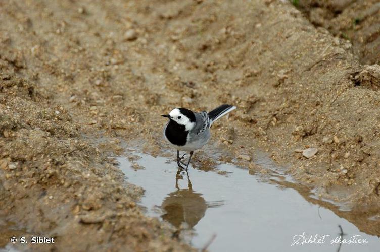 <i>Motacilla alba alba</i> Linnaeus, 1758 © S. Siblet