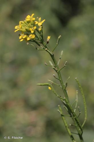 <i>Erysimum cheiranthoides</i> L., 1753 © S. Filoche