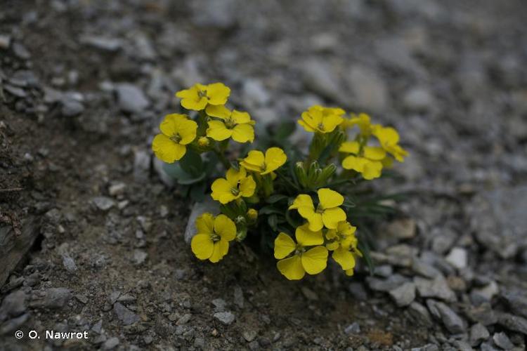 <i>Erysimum ochroleucum</i> (Schleich.) DC., 1805 © O. Nawrot