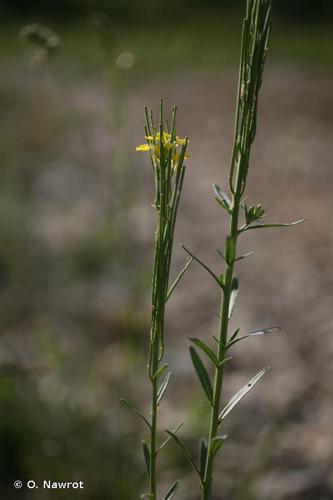 <i>Erysimum virgatum</i> Roth, 1797 © O. Nawrot