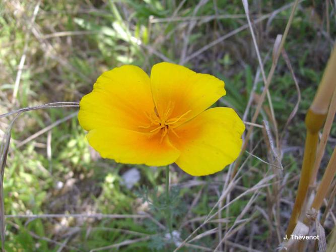 <i>Eschscholzia californica</i> Cham., 1820 © J. Thévenot